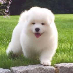 Gorgeous And Loving Litter Of Samoyed Puppies