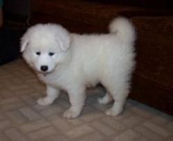 Samoyed puppies Ready Now.