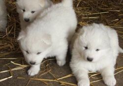 Samoyed Puppies Ready.(xxx) xxx-xxx0