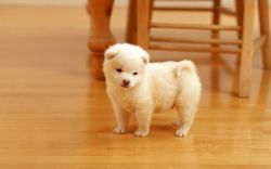 Rehoming Needed Samoyed Puppies