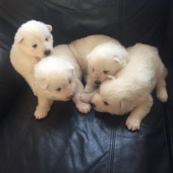 4 White Samoyed Pups For Sale.