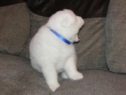 Two Samoyed Puppies Needs A New Family