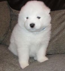 available lovely and cute Samoyed puppies