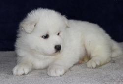Amazing Samoyed puppies for adoption