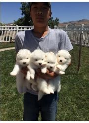 Excellent Samoyed Puppies Ready