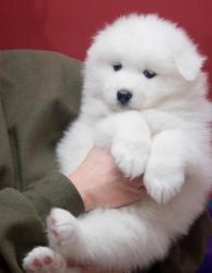 Adorable Samoyed puppies for good home