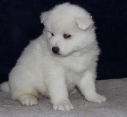 Lovely Samoyed Puppy For Sale