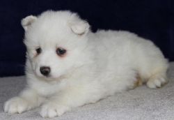Lovely Cute Samoyed Puppy