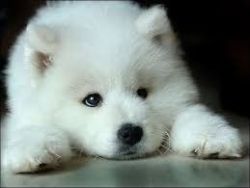 Pure White Samoyed Puppies Available Now