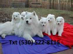 Excellent Samoyed Puppies Ready