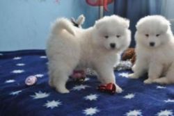Adorable Samoyed Puppies