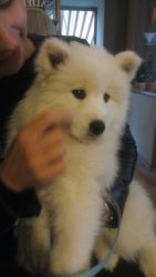 Pure White Samoyed Puppies For Sale