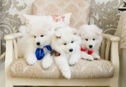 Outstanding Samoyed Puppies