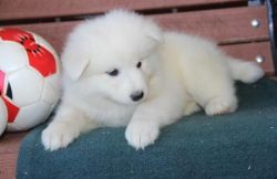 Cute Lovely Samoyed Puppy