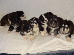 Alaskan Malamute X Samoyed Puppies Share Tweet +1 Pin it
