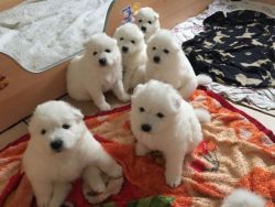 Magnificent Samoyed puppies