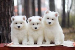 Reg Beautiful Samoyed Puppies For Sale