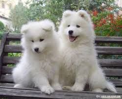 Samoyed Husky in need of a good home