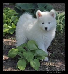 Lovely and gorgeous samoyed puppies