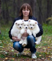 Handsome Samoyed Puppies For Sale