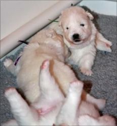Two samoyed puppies ready now