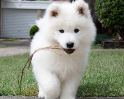 Cute Samoyed pups for sale to loving homes.