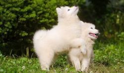 Gorgeous Samoyed Puppies For Good and Lovely Homes