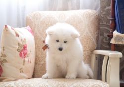 Samoyed Pedigree Puppies