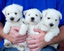 Charming Samoyed Pups