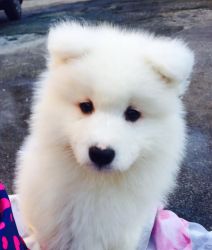 Samoyed Boy Pup For Sale,male and female.