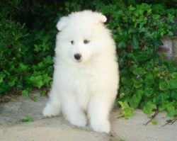 Samoyed puppies available for sale $400