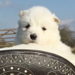 Adorable trained Samoyed puppies available