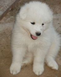 Home raise Samoyed Puppies available