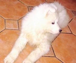 Samoyed Boy And Girl Puppy's For Sale
