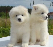 Samoyed Puppies Available