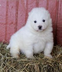Friendly, and Playful Samoyed Puppy