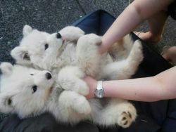 Samoyed puppies-health guaranteed(12 weeks old)
