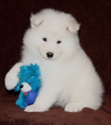 Samoyed puppies for sale (xxx) xxx-xxx6