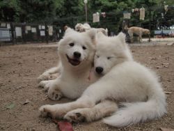 Healthy registered Samoyed Puppies