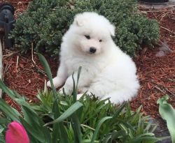 Two loving Samoyed puppies for good home