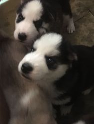 samoyed puppies