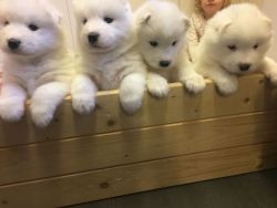 Kc Registered Samoyed Puppies For Sale ONLY 2 boys and girls remain.