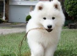 Healthy Samoyed puppies ready. 12 weeks old