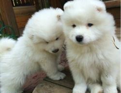 Samoyed puppies male and female (xxx)-xxx-xxxx