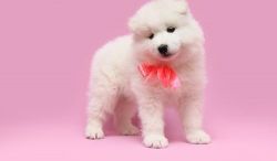 New Year Gift Samoyed Pup Looking For A New Home