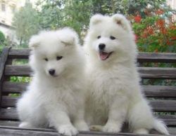 Two loving Samoyed puppies