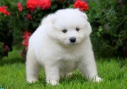 Reservation Pure White Samoyed Puppies for Sale