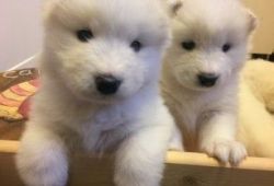 Registered Samoyed Puppies
