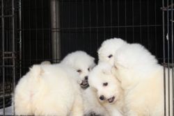 Kennel Club Registered Samoyed Puppies For Sale