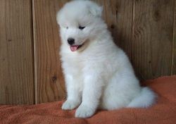 Nice Looking Samoyed Puppies For Sale